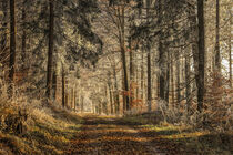 Sonnenlicht im Winterwald bei Stockach im Hegau I von Christine Horn