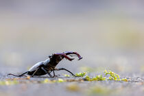 Hirschkäfer (Lucanus cervus) by Dirk Rüter