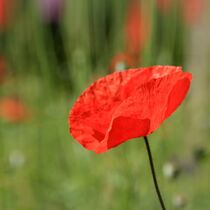 leipzig, sommer, mohnblume II by aaristoteles