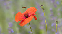 Mohnblume mit Wespe by margareten