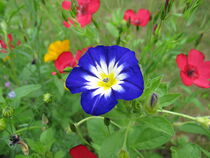 Blaue Prunkwinde in einer Blumenwiese