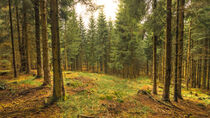 Lichtung im Thüringer Wald, Rennsteig von Klaus Tetzner