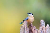 Kleiber (Sitta europaea) von Dirk Rüter