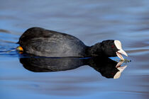 Blässhuhn (Fulica atra) by Dirk Rüter