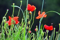 Klatschmohnblüten im Gegenlicht von Edgar Schermaul