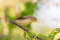 Sumpfrohrsänger (Acrocephalus palustris) by Dirk Rüter