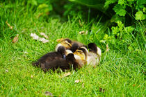 Stockenten Küken auf der Wiese by babetts-bildergalerie