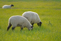 grasende Schafe auf dem Deich by babetts-bildergalerie