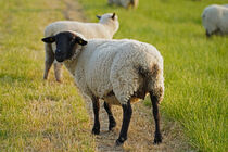 neugieriges Schaf auf dem Deich by babetts-bildergalerie