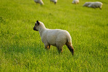 wachendes Lamm auf dem Deich von babetts-bildergalerie