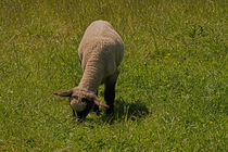 grasendes Lamm auf dem Deich von babetts-bildergalerie