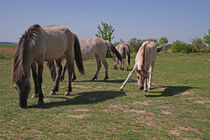 Konik Fohlen neben grasender Stute by babetts-bildergalerie