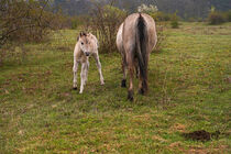 Konik Fohlen neben grasender Stute by babetts-bildergalerie