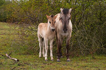 Konik Fohlen neben Stute auf der Wiese  by babetts-bildergalerie