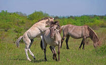 Konik Fohlen tobt mit Stute by babetts-bildergalerie