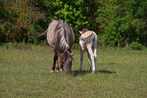 Konik Fohlen mit Stute auf der Wiese  by babetts-bildergalerie