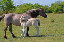 Konik Fohlen mit Stute auf der Wiese  by babetts-bildergalerie