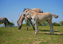 Konik Fohlen mit Stute auf der Wiese  by babetts-bildergalerie