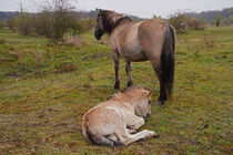 Liegendes Konik Fohlen neben Stute by babetts-bildergalerie