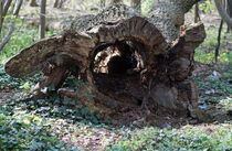 abgestorbener hohler Baumstamm im Wald by babetts-bildergalerie