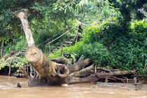 abgestorbener Baumstamm am Fluss in Thailand von babetts-bildergalerie
