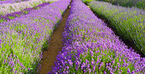 Lavendelfeld in England von babetts-bildergalerie