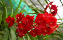 rote Orchidee in Thailand von babetts-bildergalerie