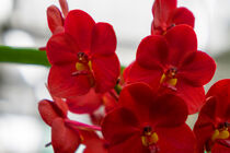 rote Orchidee in Thailand by babetts-bildergalerie