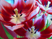 Star-Gazer Lily by Sally White