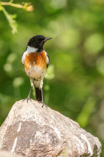 Schwarzkehlchen (Saxicola rubicola) by Dirk Rüter