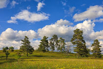 Frühlingslandschaft im Naturschutzgebiet Alter Berg bei Böttingen mit Kiefern und Wacholderheide - Naturpark obere Donau von Christine Horn