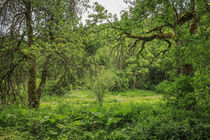 Das Lippachtal mit Pestwurz bei Mahlstetten - Naturpark Obere Donau by Christine Horn