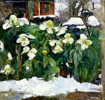 Christrosen im Schnee. Gemalt. Impressionismus. von havelmomente