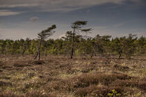 Frühling im Schwarzen Moor/Rhön von Holger Spieker