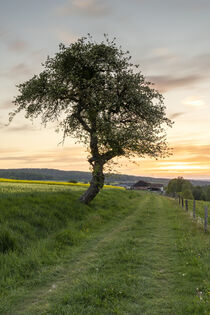 Abendstimmung im Frühling von Holger Spieker