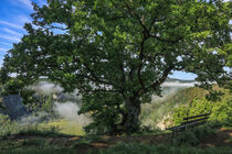 Eiche beim Aussichtspunkt Burgstall bei Fridingen a. d. Donau - Naturpark Obere Donau by Christine Horn