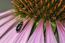 Käfer und Blüte by Eric Fischer