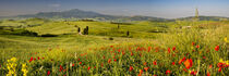 Frühling im Val d’Orcia in der Toskana by Walter G. Allgöwer