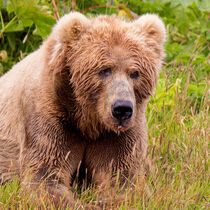 'Braunbär Kodiak' von Erika Kaisersot