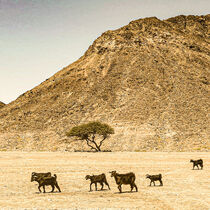 Welcome to the Desert by paulinakatharina