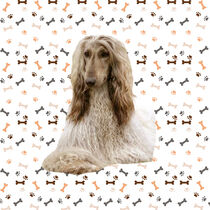 Afghan Hound Dog - Afghanischer Jagdhund by Erika Kaisersot