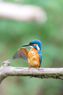 Eisvogel (Alcedo atthis) von Dirk Rüter