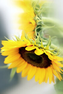 SONNENBLUMEN von Monika Minder