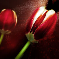 Rote Tulpe mit Wassertropfen by lichtbilder