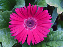 Newborn Pink Zinnia von Sally White