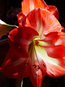 Star-Gazer Lily in the Sun von Sally White