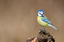 Blaumeise (Cyanistes caeruleus) von Dirk Rüter