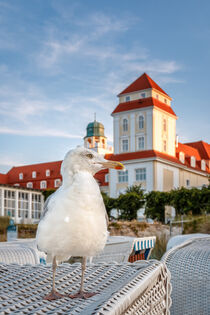 Möwe auf Strandkorb in Binz - Seagull on a beach chair in Binz von Stephan Hockenmaier