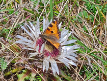 Distel mit Schmetterling by magdeburgerin