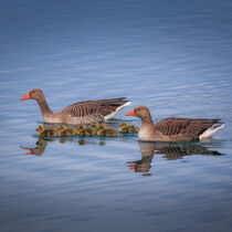 Graugans Familie am See - Greylag goose family at the lake von Stephan Hockenmaier